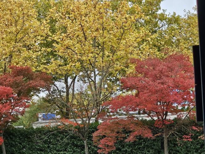 Vue sur les arbres depuis les bureaux